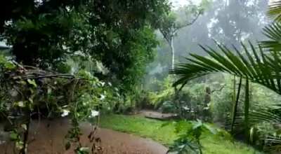 Rain in a small tropical garden 🌱🌳
