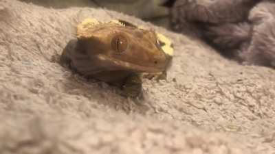 some gentle head pets & a nose boop for my crestie <3