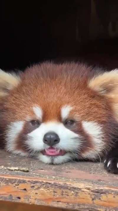 sleepy red panda!!  ~_~