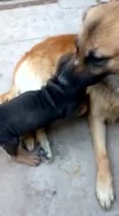 perro porteño