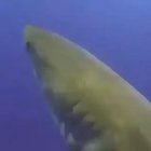 That’s shit