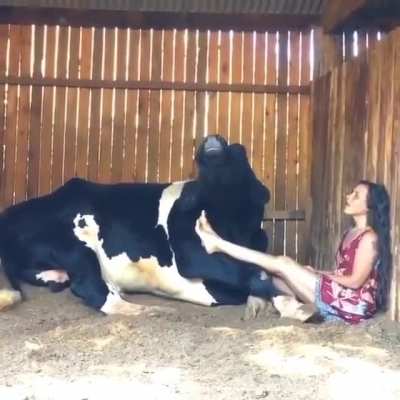 Ever hear a cow sing before? Listen to the end, the cow actually harmonizes with her ❤️