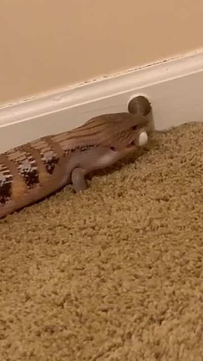 Endless fun for ALL species