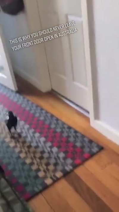 Tactical bird incoming