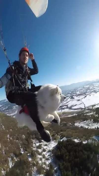 Coolest dog i’ve ever seen