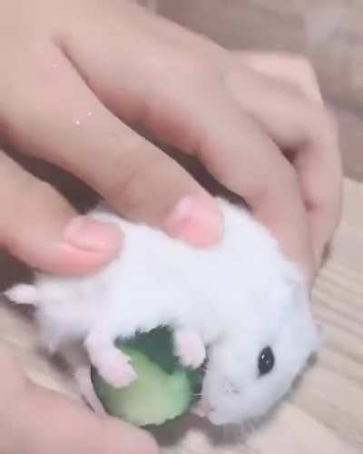 Cucumber time!!