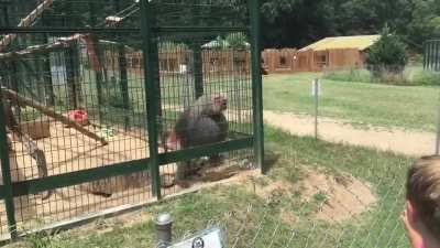 Kids taunt the monkey in a cage and wins its shit as a stupid prize.