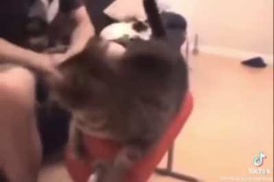 meow