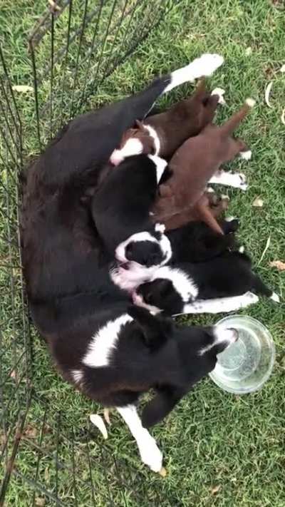 Vibrating tails