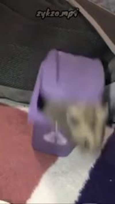 F in the chat for Maurice