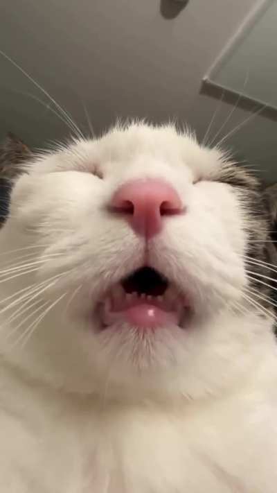 Light wunkus