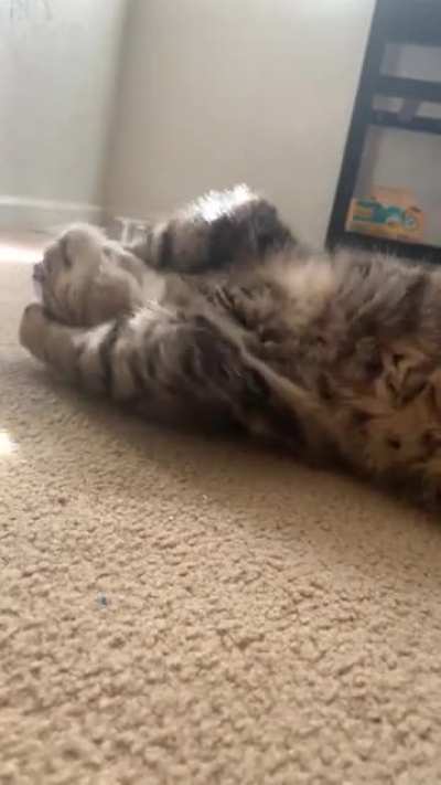 Jango’s interesting approach to his new catnip toy