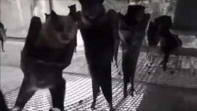 Someone filmed bats hanging upside down, and it looks like a Goth nightclub