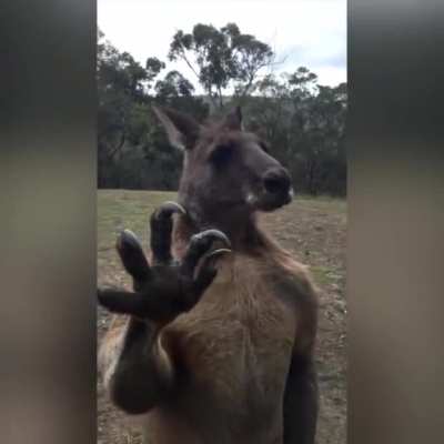 A Kangaroo trying to enter a house