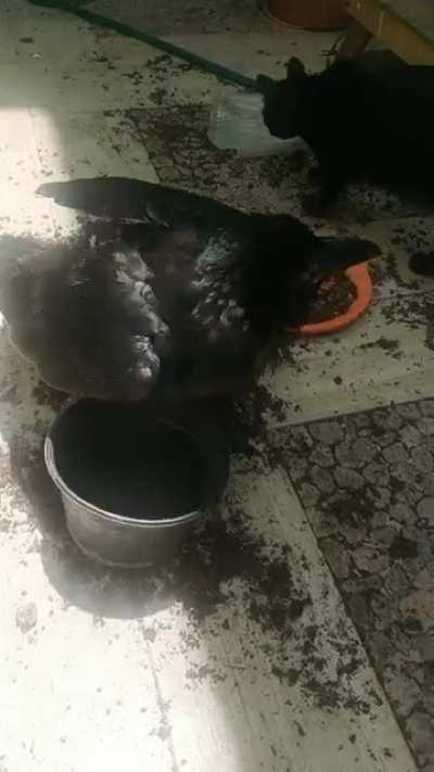 Not only my raven destroyed my plants, he kicked my cat too 😭