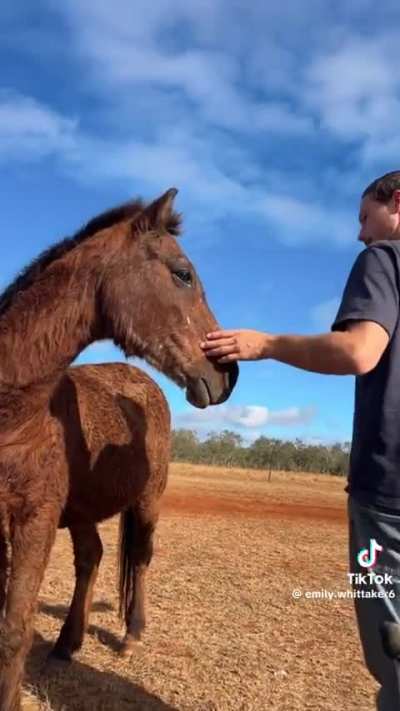peter… the horse is here