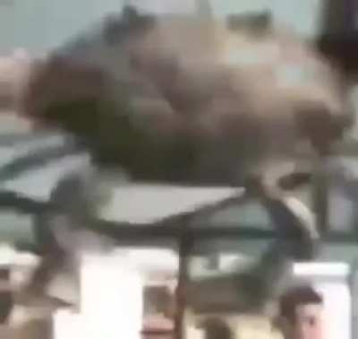Crab getting gains