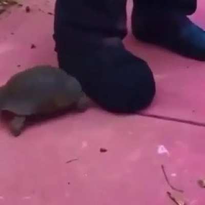 Tortuga molesta >:(