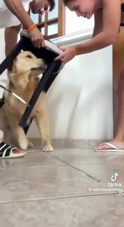 Evil owners using chair as cone of shame