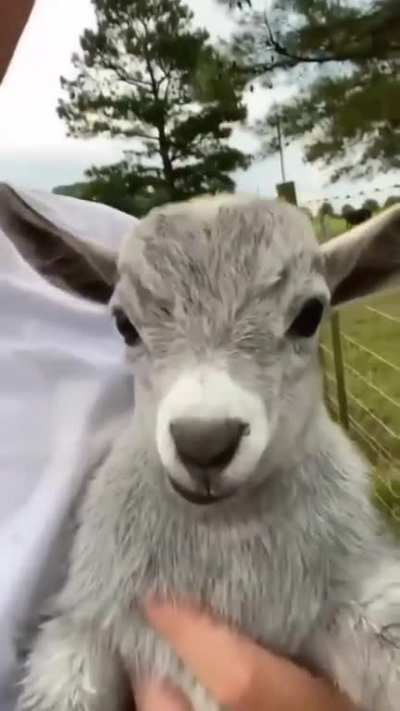 Baby goat