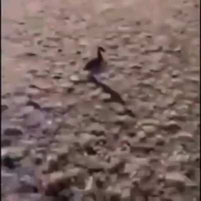 Pato
