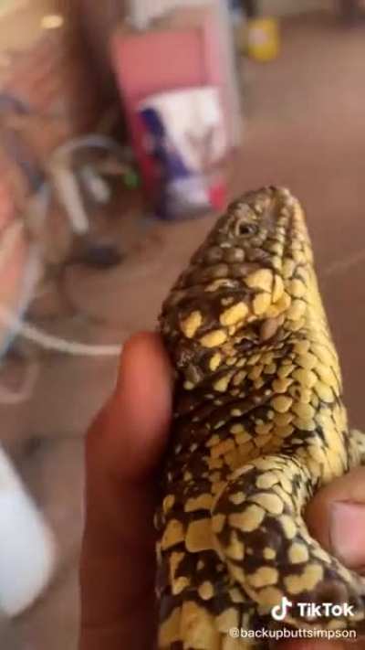 Steve Irwin would be proud.