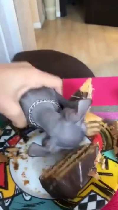 Толя хочет торт