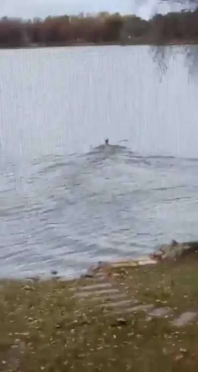 My mom sent me this video of a deer outside our cabin