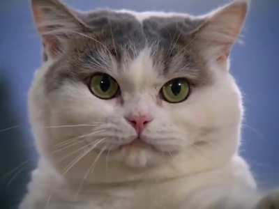 This post is strictly for cat-fu videos! We will NOT be mentioning the 30% OFF sale until April 5. At all!