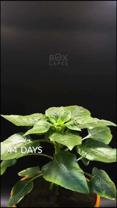 Blooming Sunflower time-lapse