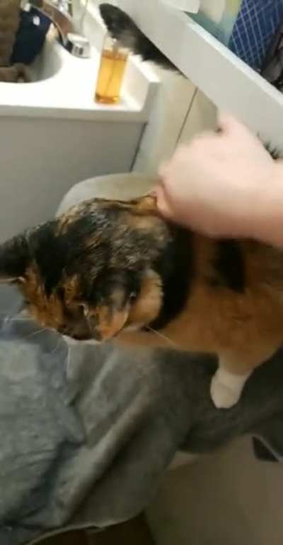 Josie loves it when we shower. Anyone elses cat like this?