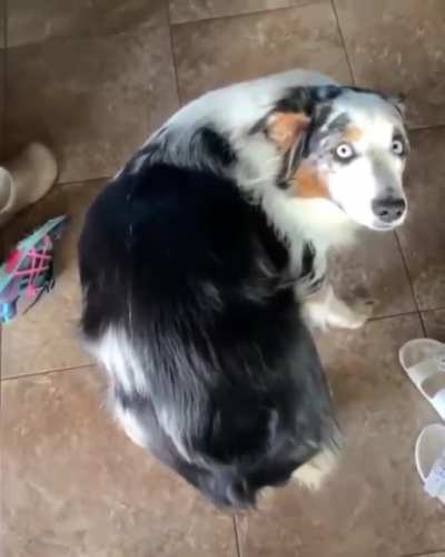 pet my backdoor