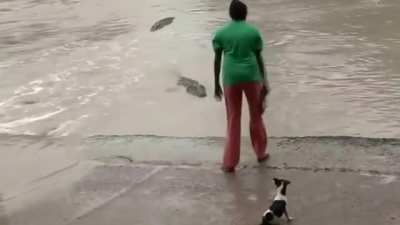 even the crocodiles know the power of 