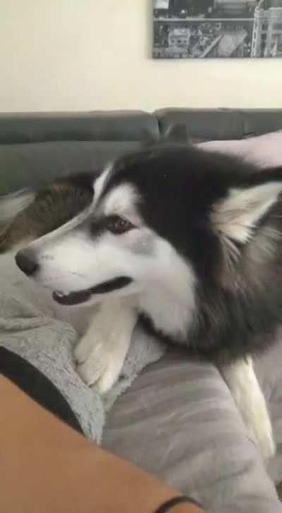 Disobedient Alusky throws a fit