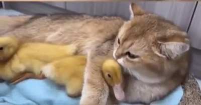 SiCk MoNsTeR KiDnApS bAbiEs, AnD EaTs ThEm AliVe In FrOnT oF HeArTbRoKeN pArEnTs!!!