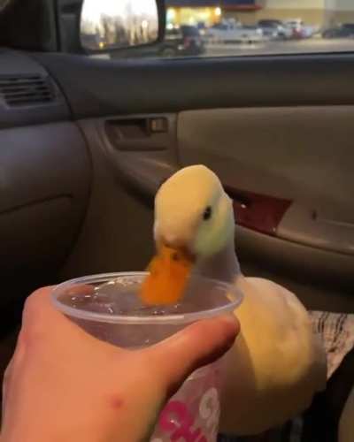 This duck has good taste