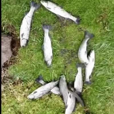 Had a dream I recorded a video of fish flopping to Live Forever by Oasis