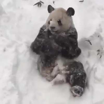 Turns out panda's love snow