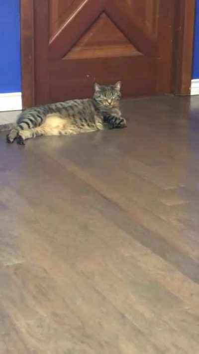 My friends cat meows every time he takes the safety off his gun. The cat took a little long so I stopped filming. This is the result.
