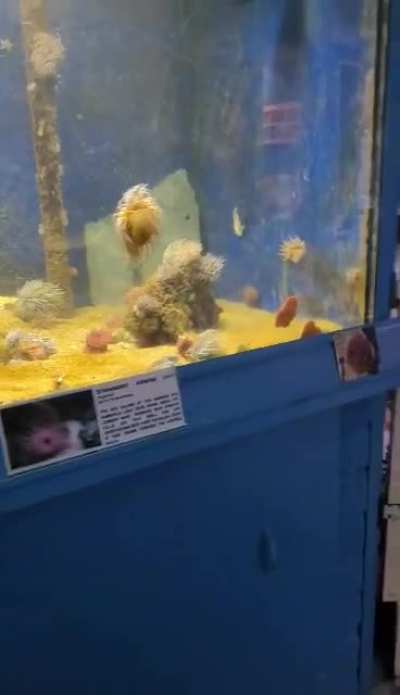 He didn't like the fish