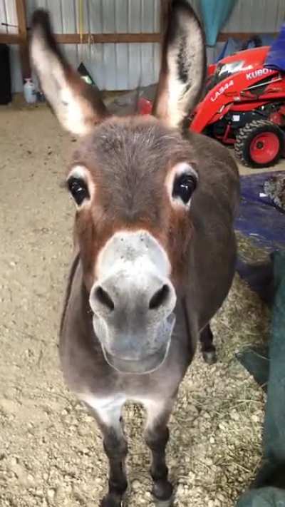 For My Fellow Long Ear Lovers! She’s just so cute! Enjoy 😊