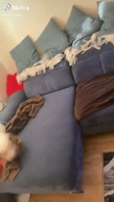 Zoom zoom zoomies