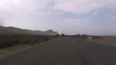 Cyclists chased by an ostrich
