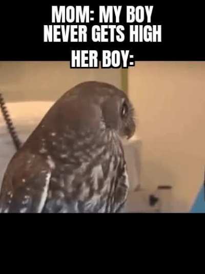 i am high dabediba de da
