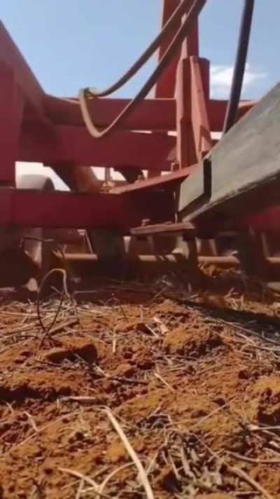 Brave mama bird protecting her egg filled nest