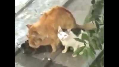 ð¼ no king ðð<wbr>