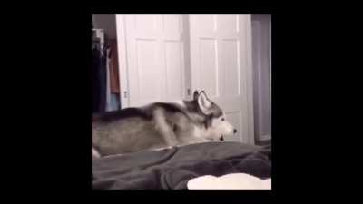 Husky full of love
