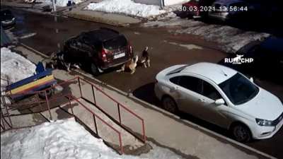 Очень везучий котик