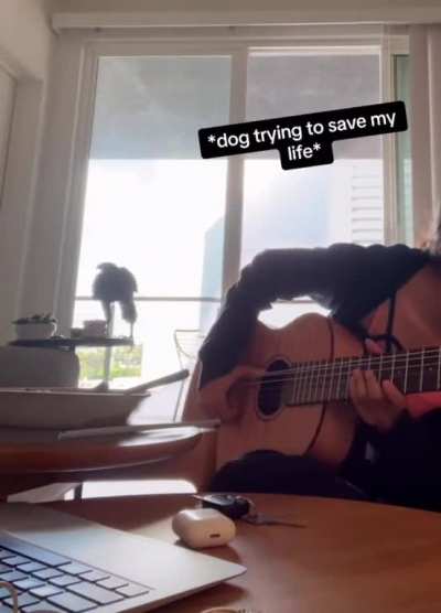 hawk flies into girls home with back door open while sheâs playing guitar