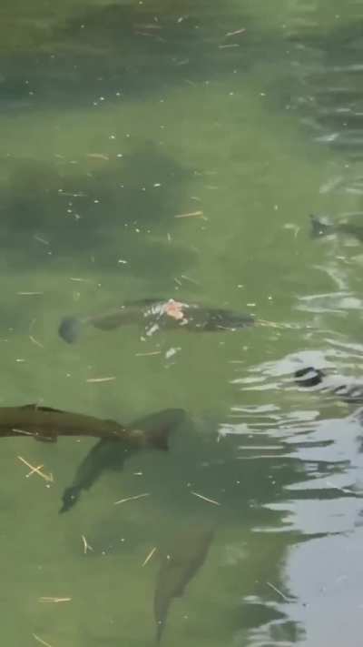 Trout eats mouse 